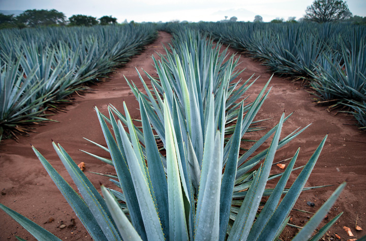 543735_agave_azul_obesidad_diabetes.jpg